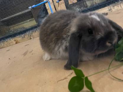 Bild 4:Zwergwidder männlich