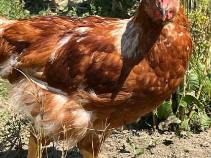 Bild 5:Junghähne abzugeben