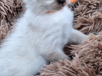 Bild 3:Ragdoll Kitten