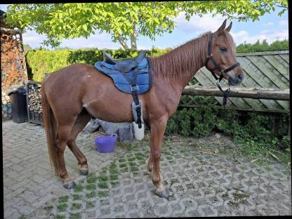 Bild 6:4-jähriger Vollblut Wallach