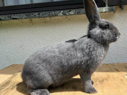 Blauer Wiener Kaninchen