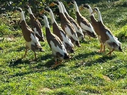 Bild 2:Laufenten in Sonderfarben