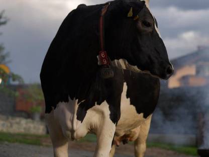 Bild 4:Milchkühe