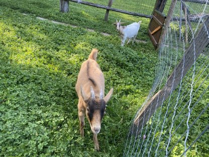 Bild 4:Pinzgauer-Buren Ziegen