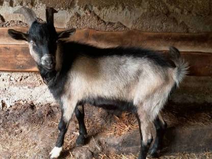 Bild 2:Ziegenbock