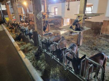 Bild 4:Pinzgauer Ziegen