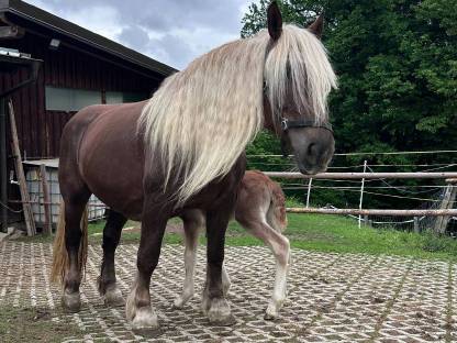 Bild 7:Noriker Fuchsstute