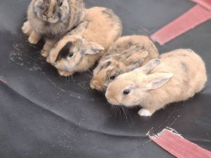 Bild 5:Zwergkaninchen