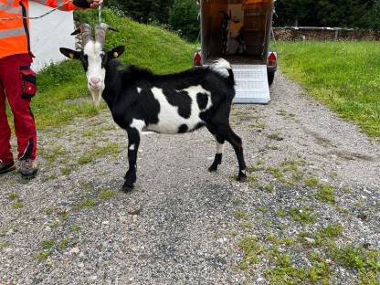 Tauernschecken Bock
