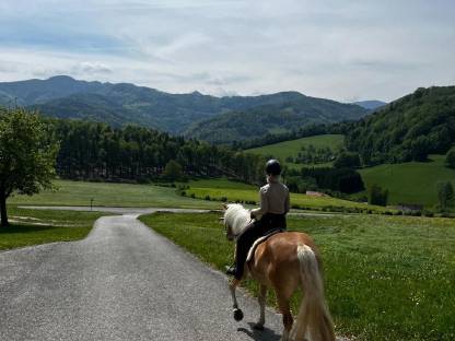 Bild 8:RESERVIERT! Tiroler Haflinger-Stute der Extraklasse (tragend)