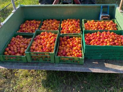 Frische Marillenmaische