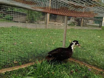 Bild 3:Junge Zwergenten