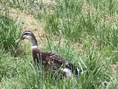 Bild 2:Laufenten-Pärchen aus Naturbrut, gute Schneckenfresser