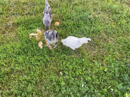 Bild 2:Bresse Gauloise, Bielefelder