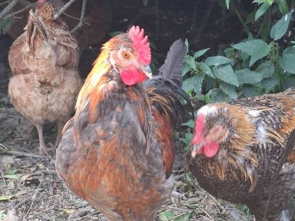 Bild 2:2 Junghähne suchen neues Zuhause