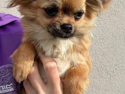 Chihuahua Hündin Langhaar