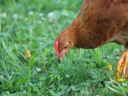 Bild 3:Besonderer Junghahn