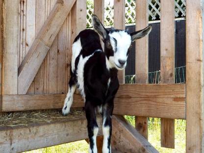 Bild 3:BIO-Ziegen