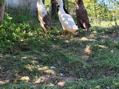 Bild 5:Laufenten Schneckensammler