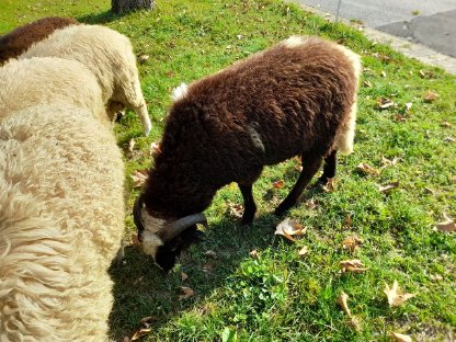 Bild 2:Waldschaf-Jungwidder und Jungschafe aus Biohaltung