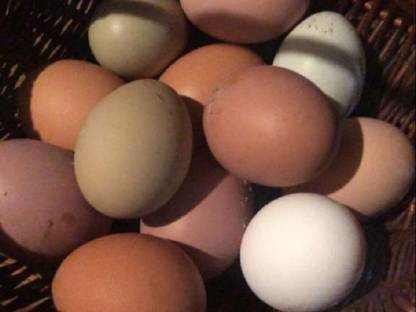 Bild 3:Bruteier Buntleger