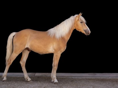Haflinger Hengst Jährling „Aloisius“