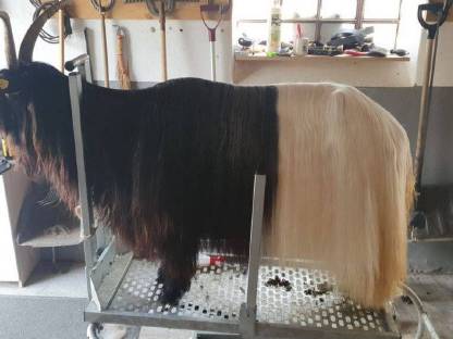 Bild 2:Behandlungsstand