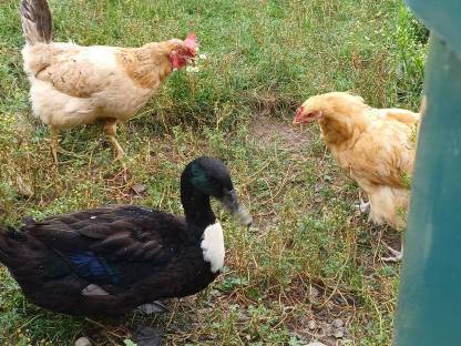 Bild 2:Pommernenten Erpel