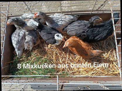Buntleger Mixküken