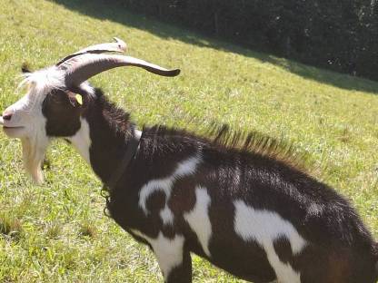 Ziegenbock