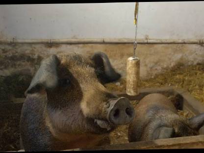 Zwei fertig gemästete Duroc-Mangalitza Schweine