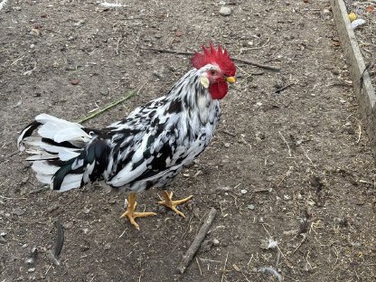 Exchequer Leghorn