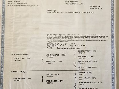 Bild 5:Quarter und Pony Couple