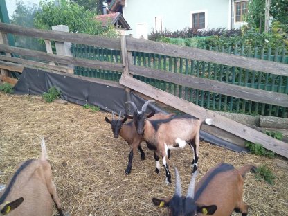 Bild 3:Ziegenbock