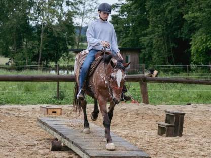 Mehrere Pferde wegen Reitschulaufgabe