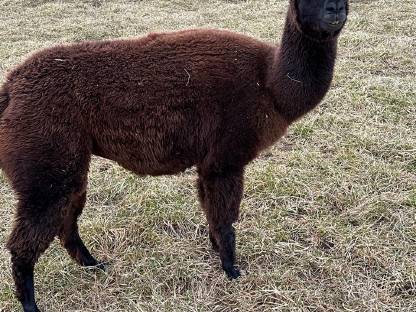 Bild 2:Alpaka Stuten