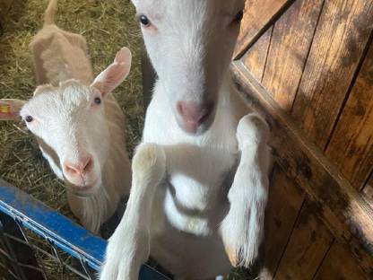 Ziegen Bock