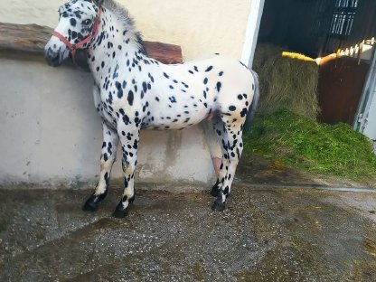 Noriker Schwarzflecktiger Hengstfohlen