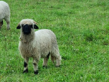 Bild 5:Walliser Schwarznasen Widder HB