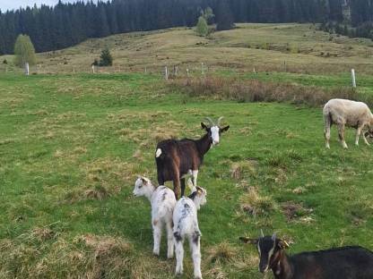 Bild 4:Ziegen: Buren und Aosta Mischling