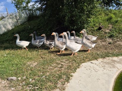 Bild 3:Verkaufe Junggänse