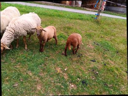 Bild 3:Coburger Fuchsschafbock