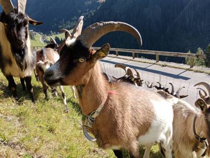 Bild 5:Ziegen