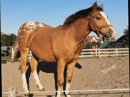 Bild 9:Deckhengst Appaloosa LS Hollywood Dazz