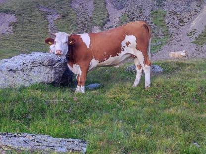 Bild 4:Fleckviehkalbin