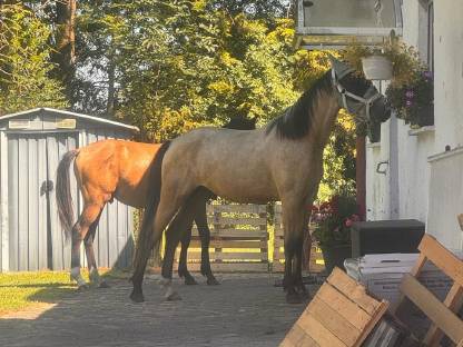 Bild 9:Deutsches Reitpony von Gold Garant