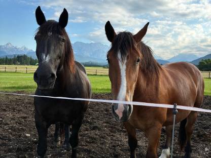 Bild 6:Süddeutsche Kaltblutstute