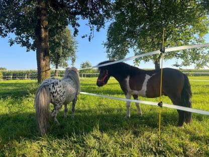 Shetland-Pony Mix