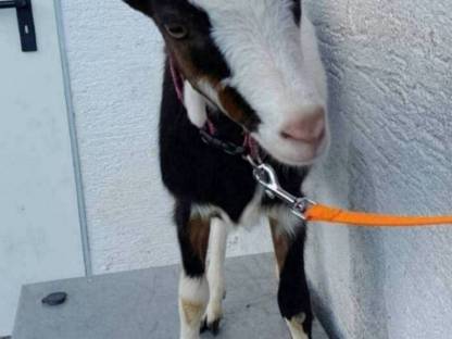 Bild 2:Tauernschecken Kitz HB