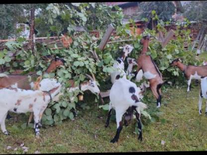 Bild 4:Steirische Scheckenziegen